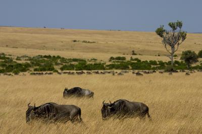 g3/65/462465/3/53430817.CRW_6493.Wilderbeest.jpg