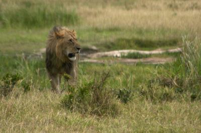 King of The Animals