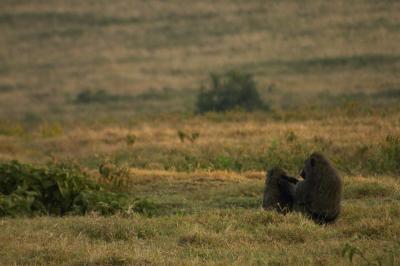 g3/65/462465/3/53431011.CRW_6104.Baboon.Groom.jpg