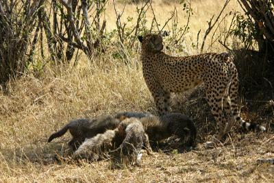 A Family Meal