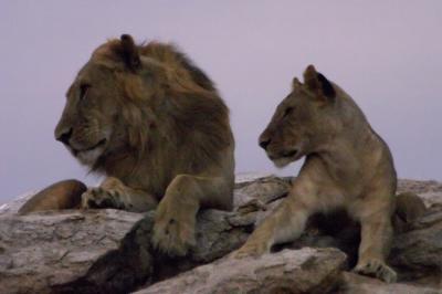 g3/65/462465/3/53540117.CRW_5680.LionPride2.2.jpg