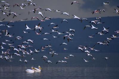 g3/65/462465/3/53550224.CRW_5963.2PelicansFlam.2.jpg