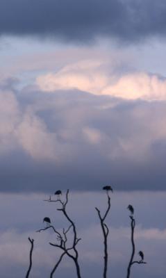 g3/65/462465/3/53550295.CRW_4641.Marabou.Tree.jpg