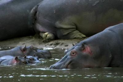 g3/65/462465/3/53551877.IMG_6769.Hippo.Babies.jpg