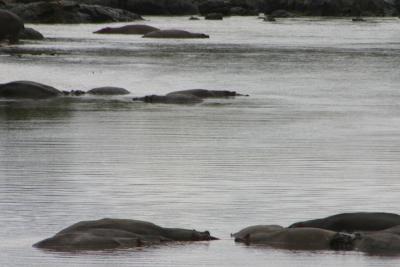 Hippo Landscape