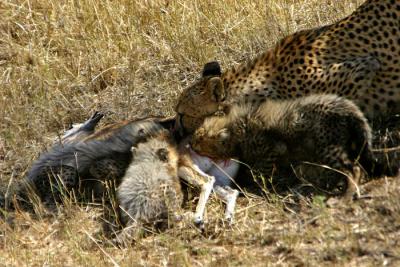 g3/65/462465/3/53552415.IMG_6658.Cheetah.TuckIn2.jpg