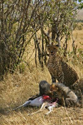 g3/65/462465/3/53552416.IMG_6705.Cheetah.FinalLook2.jpg