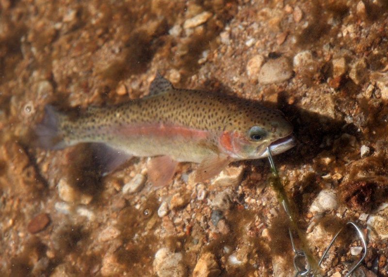 first trout