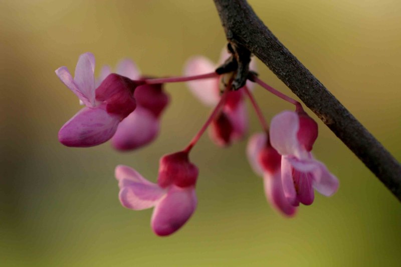 Red Bud