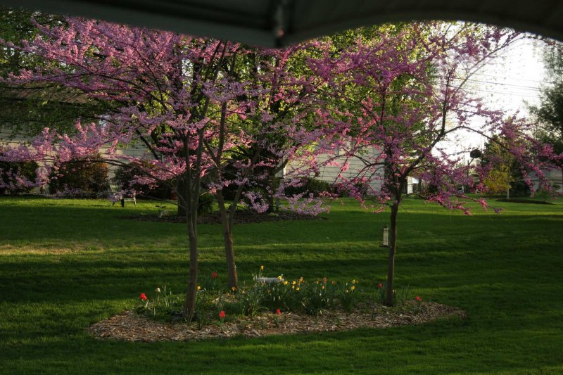 out the kitchen window