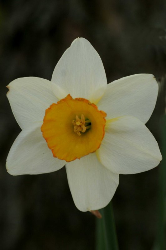 daffydill.jpg