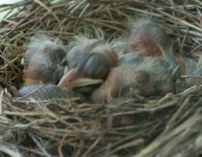 Robin babies
