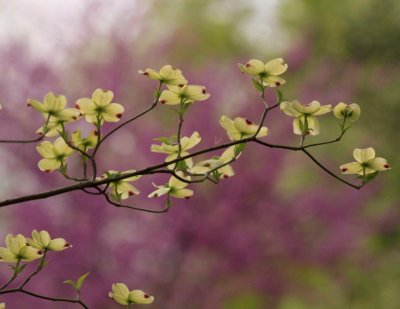 Dogwood and Red Bud.jpg