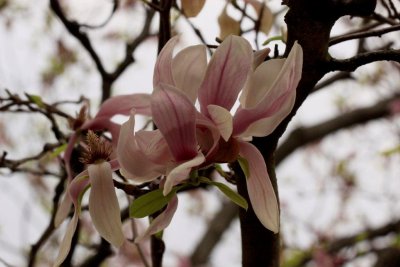 Magnolia Blossom.jpg