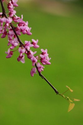 Red Bud Blossoms.jpg