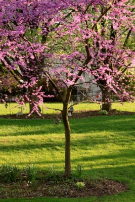 Red Bud tree.jpg