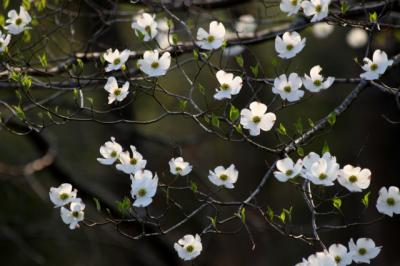 Dogwood blossoms