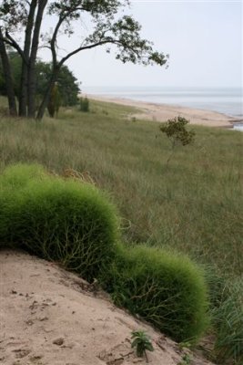 dune grass.jpg