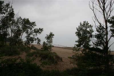 dune tree beach.jpg