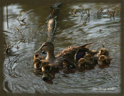 Mallard-family.jpg