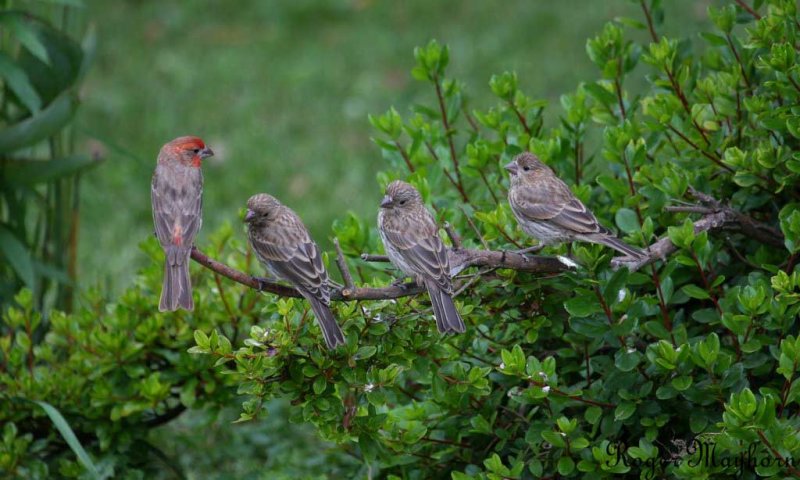Papa House Finch with kids