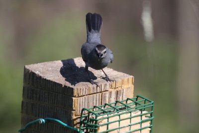 Gray Catbird