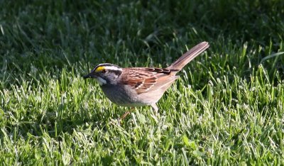 White-throated Sparrow in spring colors
