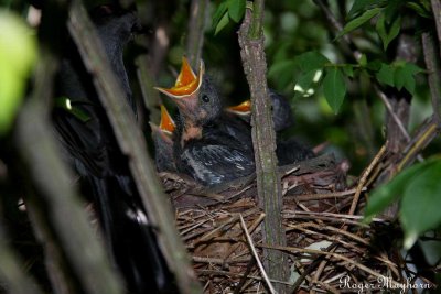 Hungry Gray Catbirds wait for food
