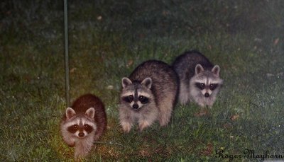 Raccoons looking for food under the bird feeders