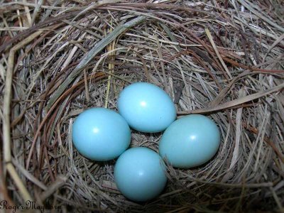 Eastern Bluebird eggs in one of the nest boxes