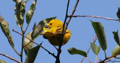 Yellow Warbler Papa gathering food for fledglings