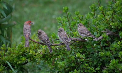 Papa House Finch with kids