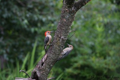 Papa Red-bellied Woodpecker and son