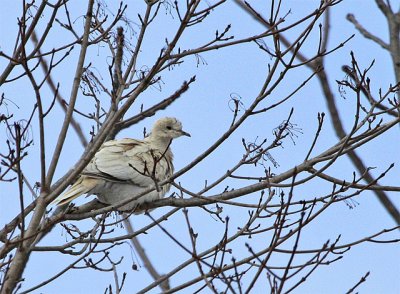 Leucistic Eurasian Collared Dove