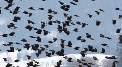 A Closer Look at Red-winged Blackbirds