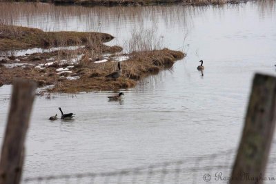 More Canada Geese