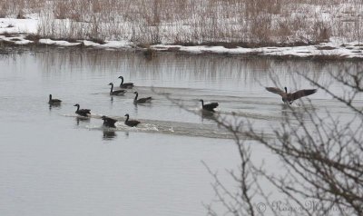 Geese on the Mill Pond