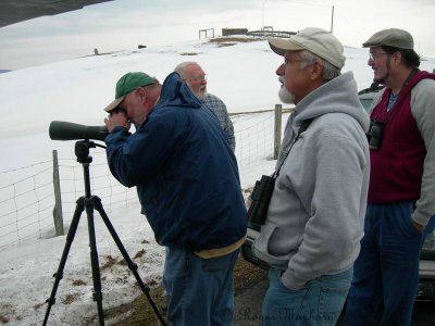 Scoping a Peregrine Falcon