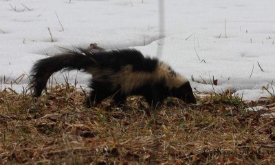 A Skunk Pleased With Snow Melt
