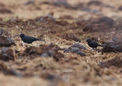 Rusty_Blackbirds in a Pasture
