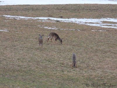 Deer Finding Food at Last