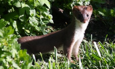 Long Tailed Weasel Hunts Chipmunk