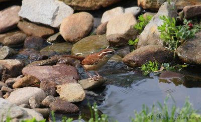 Carolina Wren - Before Bathing