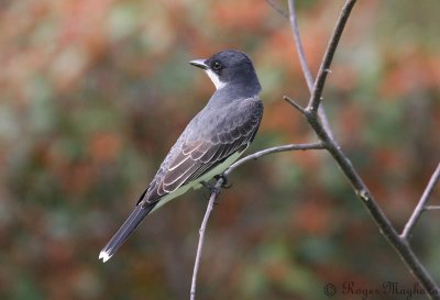 Eastern Kingbird