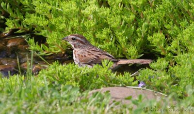 Song Sparrow