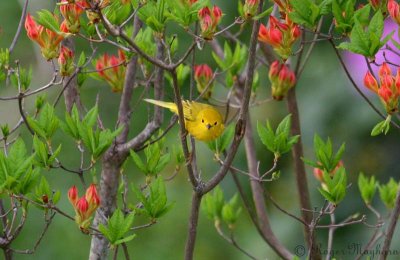 Yellow Warbler - Looking over the Stream