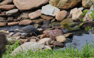 Eastern Kingbird and Unhappy Scarlet Tanager