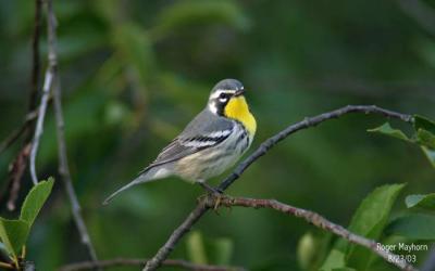 Yellow - throated Warbler