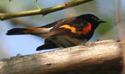 American Redstart - male