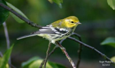 Black-throated Green Warbler - female